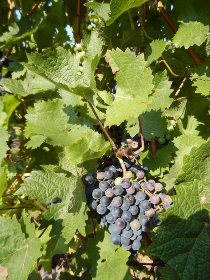 Privatunterkunft Ferienweingut Römer-knodt *